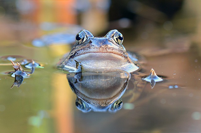 Boiling Frog Phenomenon and Debts: Do you Feel Like a Frog?